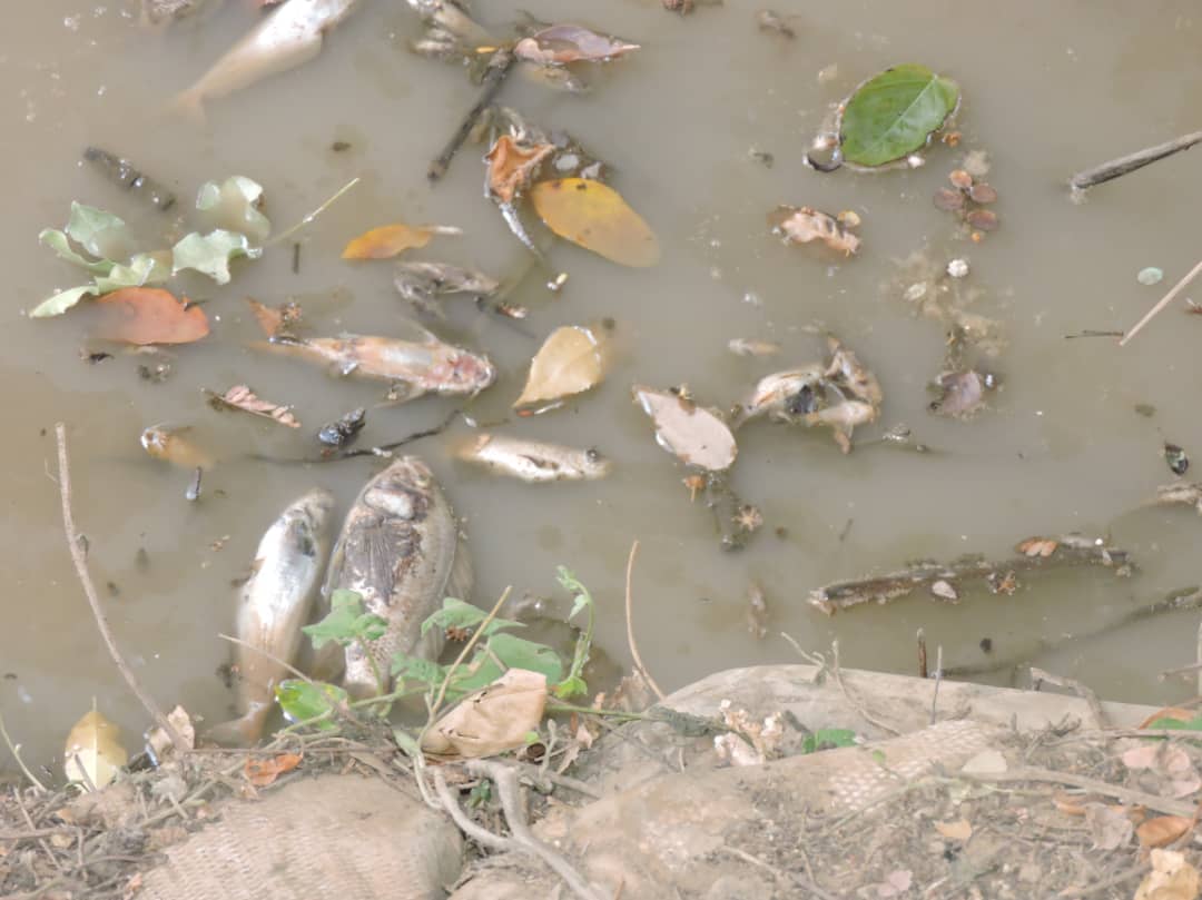 Mortalité anormale de poissons dans le fleuve Mouhoun, route de Nouna : le Haut-Commissaire de la province du Mouhoun invite la population à s’abstenir de consommer le poisson avant les résultats de l’analyse.